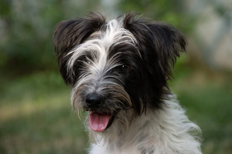 Kültéri kutya fotók